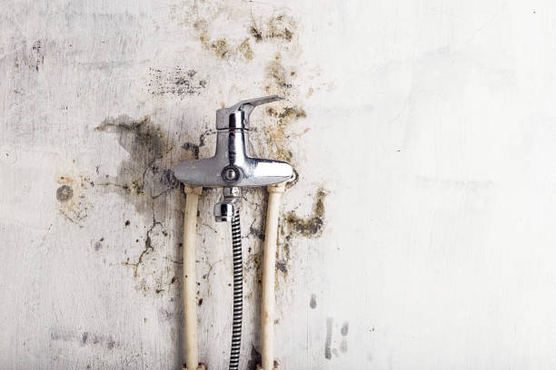 Best Black Mold Removal  in West Pelzer, SC