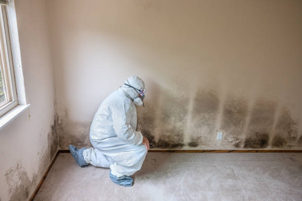 Attic Mold Removal in West Pelzer, SC