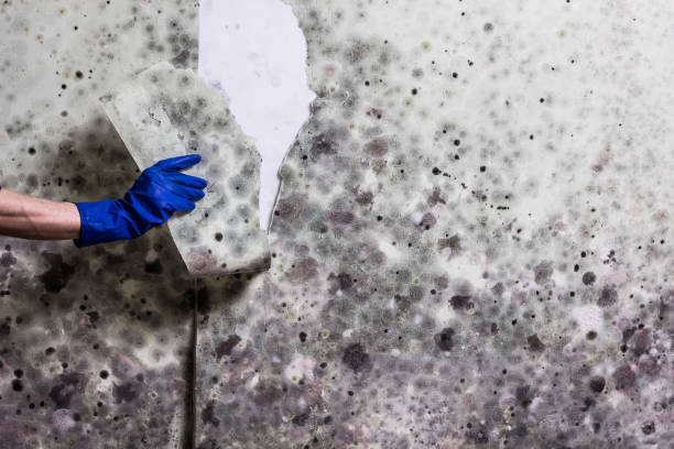 Best Commercial Mold Removal  in West Pelzer, SC