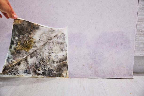 Best Attic Mold Removal  in West Pelzer, SC